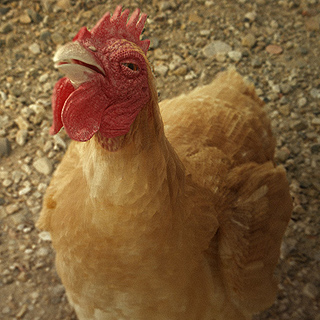 ANIMAL