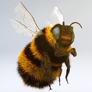 INSECT